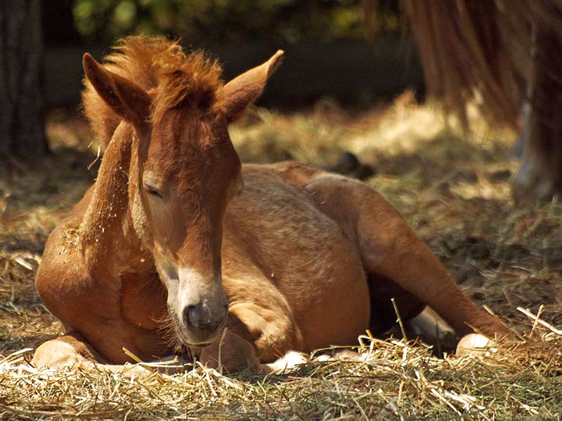 introducing_aromatherapy_to_your_foal_header