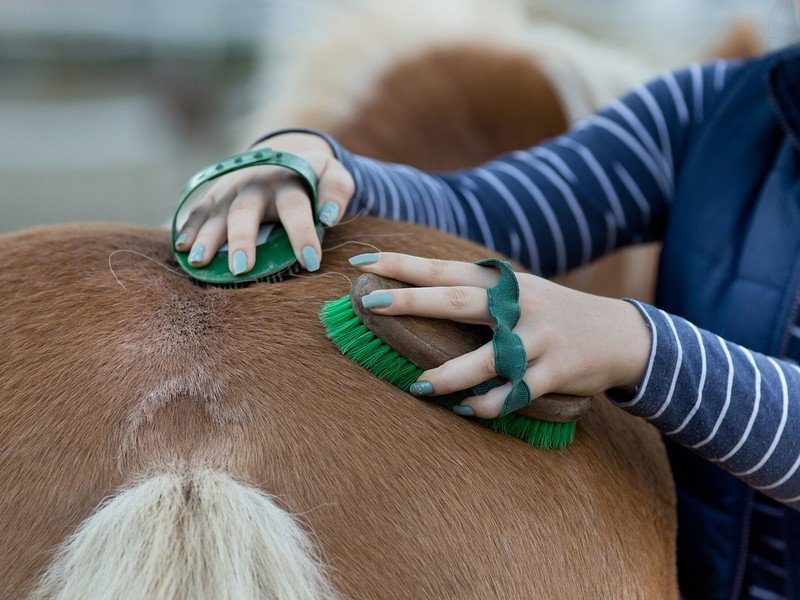 five tips to horse grooming header
