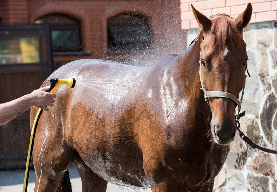 horse grooming challenges bath-time battles header