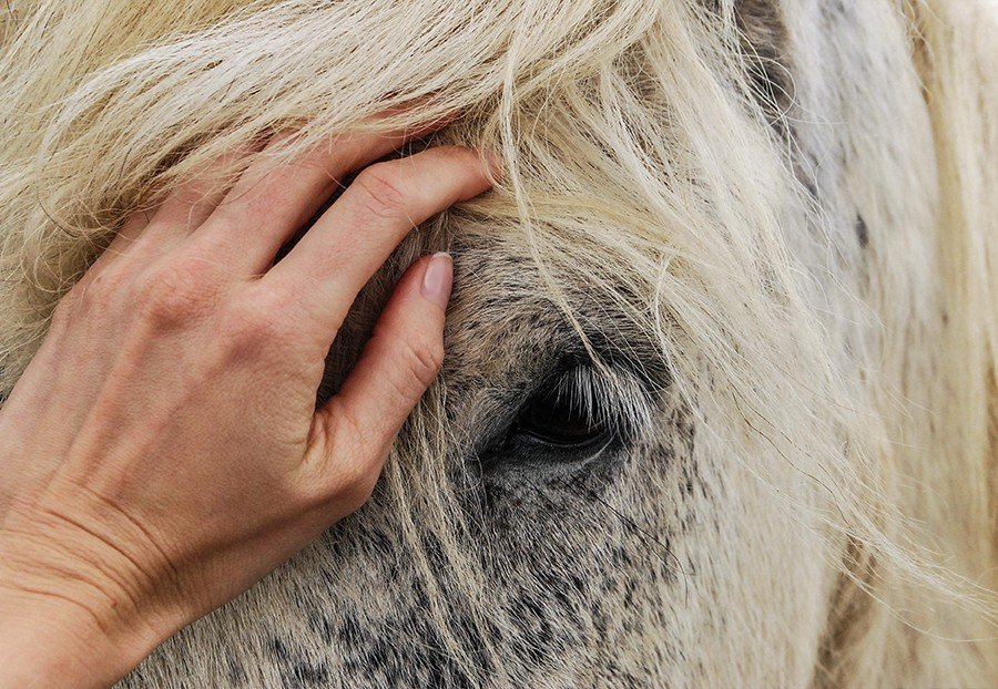 horse massage with essential oils header