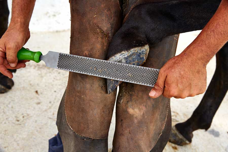 horse hooves beginner guide header