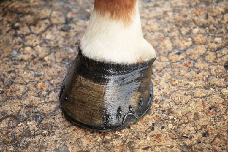 Cleaning Horse Hooves Effective Horse Hoof Conditioning Tips EquiSpa