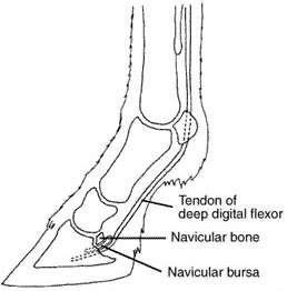 A Deep Dive Into Horse Hoof And Foot Anatomy - Equi-Spa