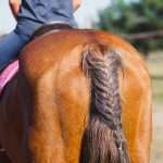 braided horse tail