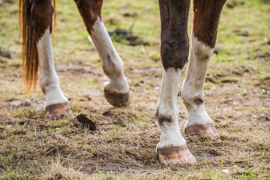 Warning: 10 Subtle Signs of Laminitis in Your Horse - Equi-Spa