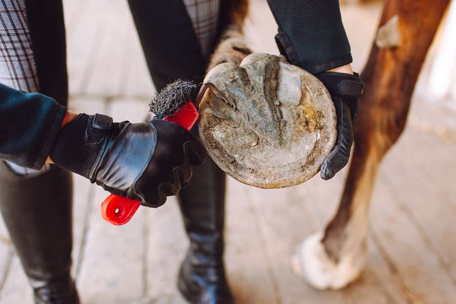 Warning: 10 Subtle Signs Of Laminitis In Your Horse - Equi-spa