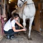 Young female carer in casualwear cleaning hoof of white purebred racehorse with special brush inside stable