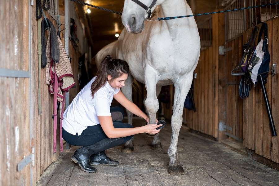 Young female carer in casualwear cleaning hoof of white purebred racehorse with special brush inside stable